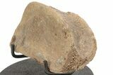 Hadrosaur (Edmontosaur) Phalange With Metal Stand - Wyoming #214253-2
